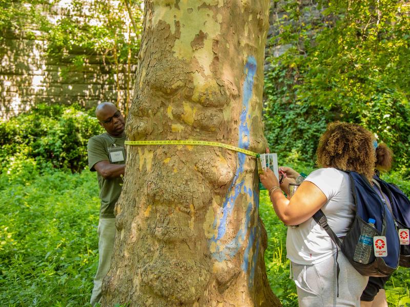Two teachers measure a tree in Morningside Park with a measuring tape