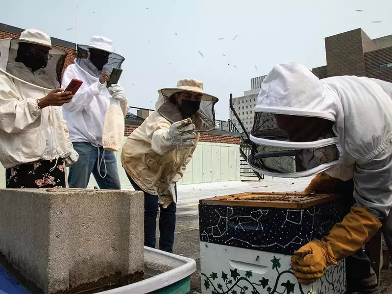 roof bee
