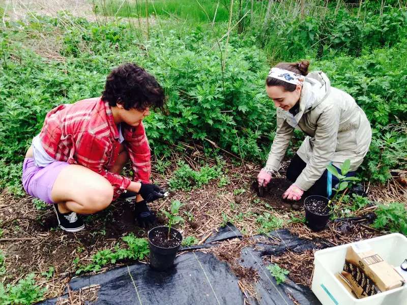 2 young women kneeling in the dirt and planting butterfly weed