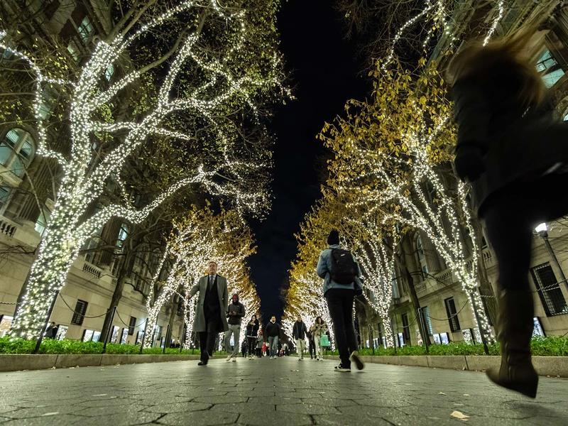 Lighted trees along a paved path on Columbia's campus at night