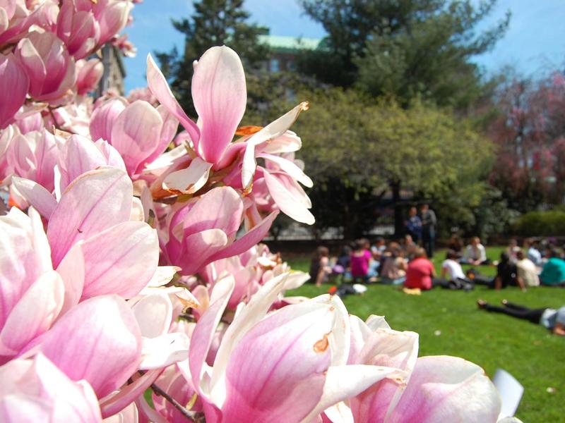 magnolia blossoms and a blurred view of students seated on the grass