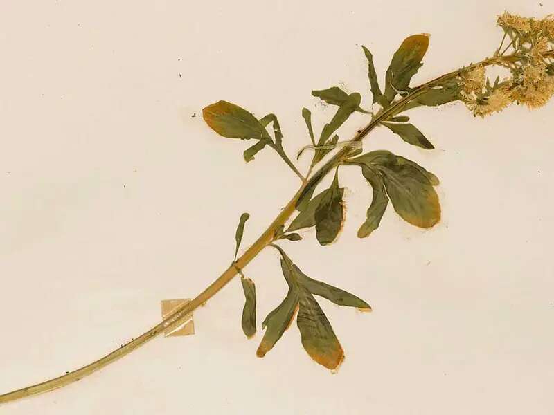 Reseda-lutea
