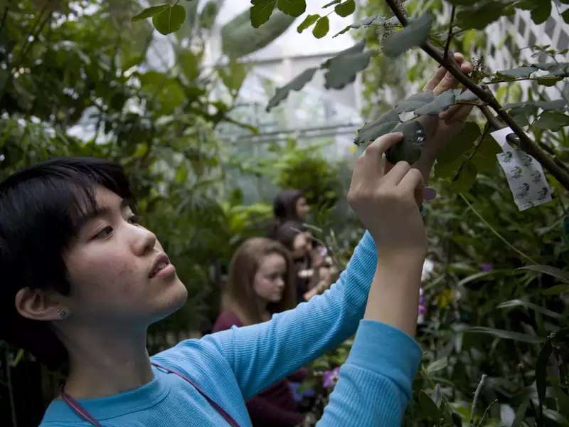 An Asian student examines a leaf on a plant in the greenhouse