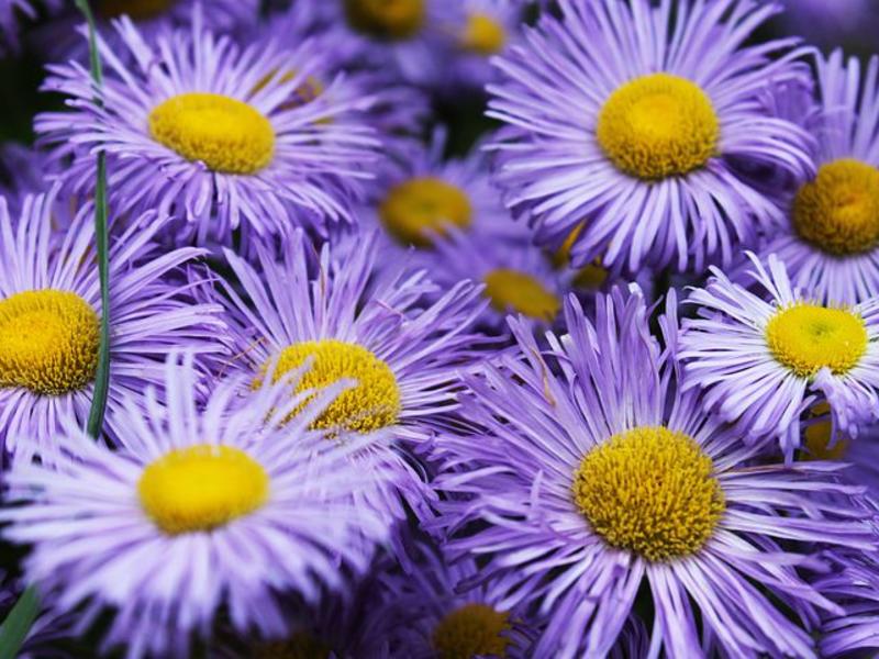 close up of purple asters with yellow centers