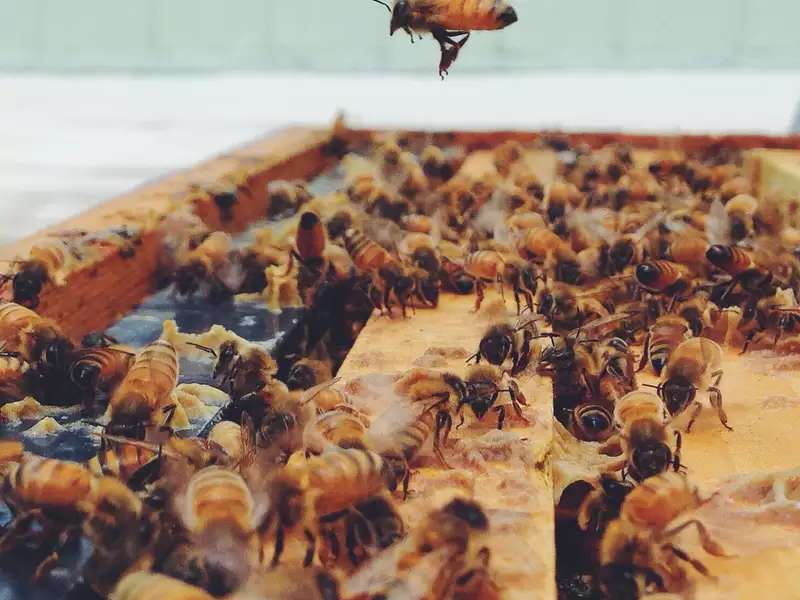 close up of bees in a hive
