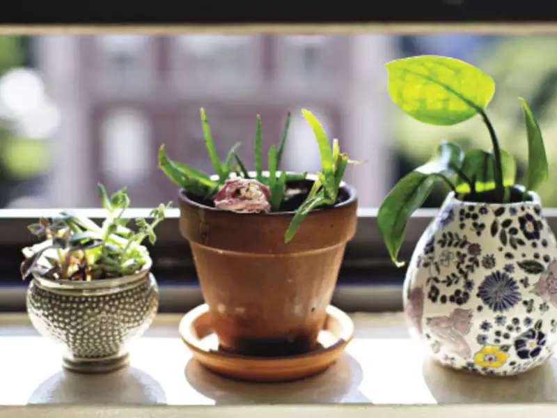 plants on a window ledge