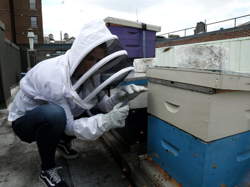 Someone dressed in protective gear accesses a beehive