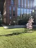 Magnolia in front of Diana